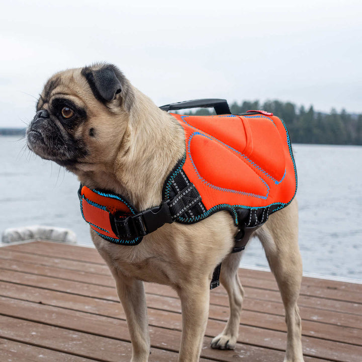 Silver Paw - Gilet de sauvetage en néoprène
