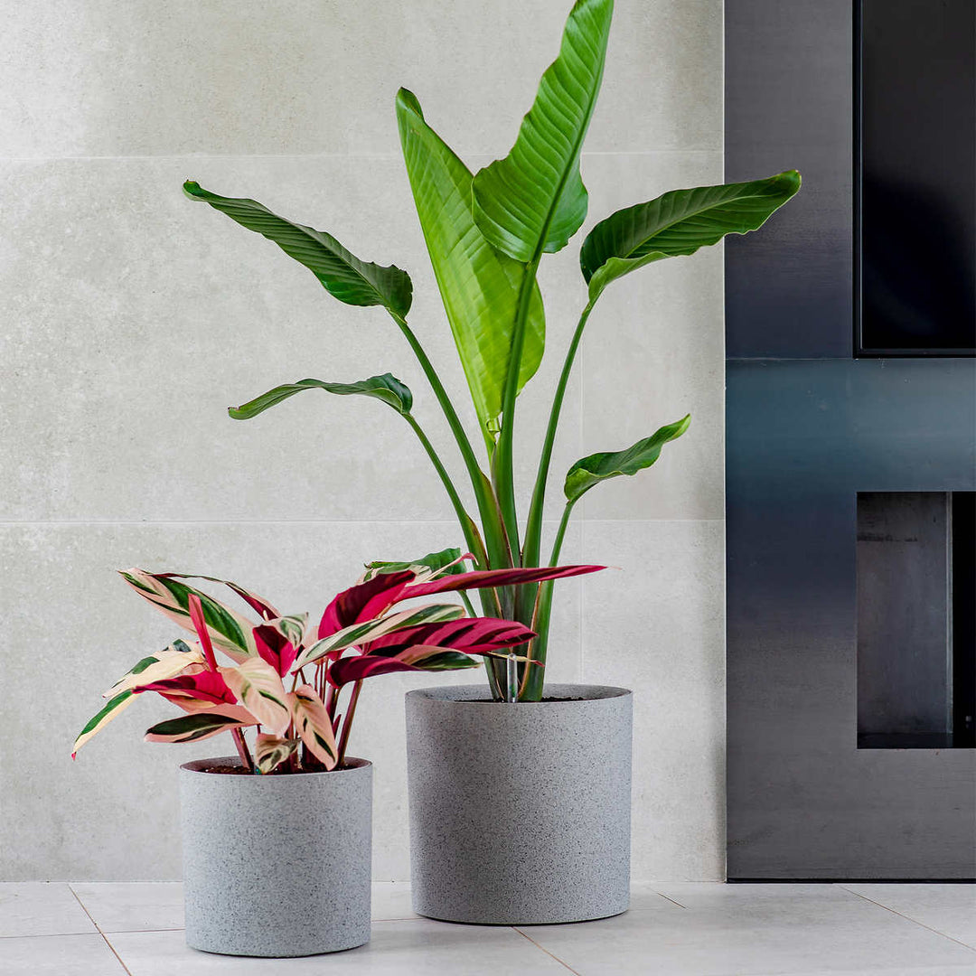 Vita Växa - Planters, set of 2 