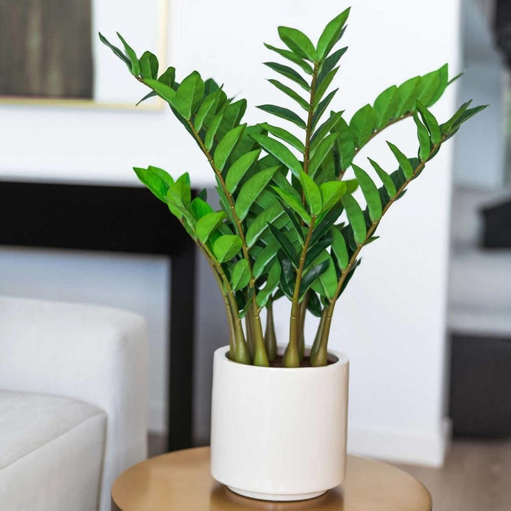 Plante ZZ réaliste