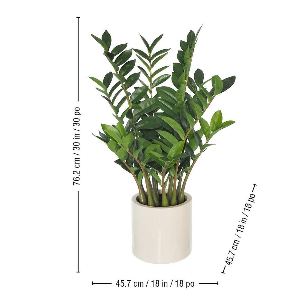 Plante ZZ réaliste