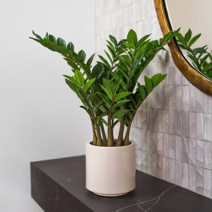 Plante ZZ réaliste