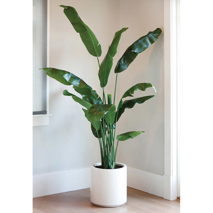 CG Hunter 78" Artificial Banana Tree in Cream Planter