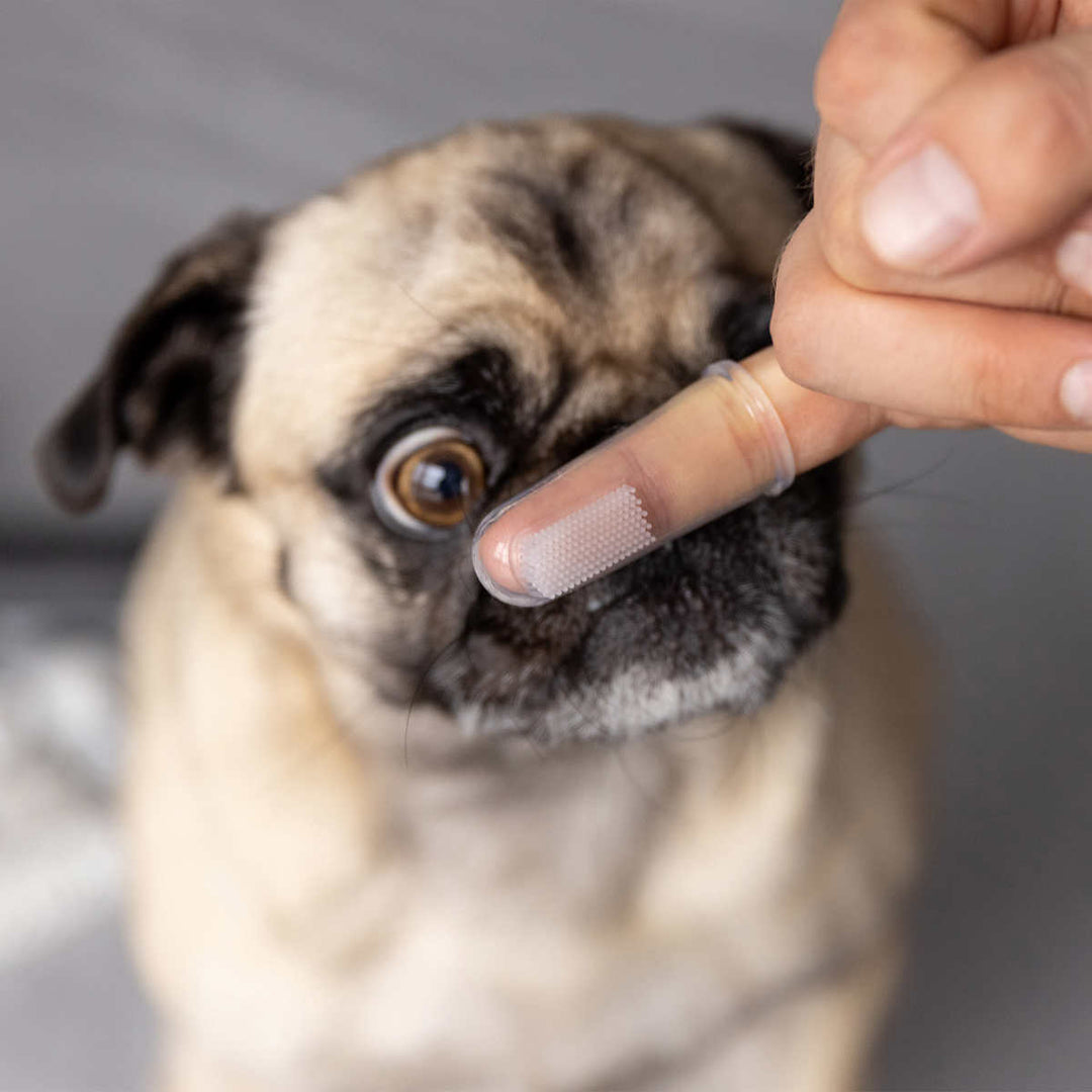 Silver Paw - Trousse de toilettage pour chien