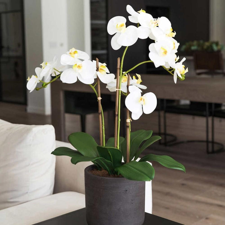 CG Hunter - 3.5 Stem Artificial Orchid 