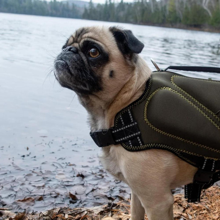 Silver Paw - Gilet de sauvetage en néoprène